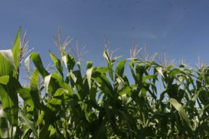 WhatsApp Image 2018-07-17 at 10.07.09