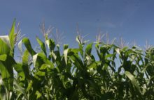 WhatsApp Image 2018-07-17 at 10.07.09